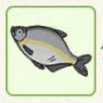 小森生活鳊鱼在哪里钓 小森生活鳊鱼分布位置详解