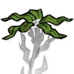 饥荒海带怎么移植 饥荒海难海带有什么用