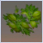 迷你世界结果的胡桃木树叶有什么用 结果的胡桃木树叶怎么获得