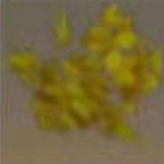 迷你世界星光粉尘树叶有什么用 星光粉尘树叶怎么获得