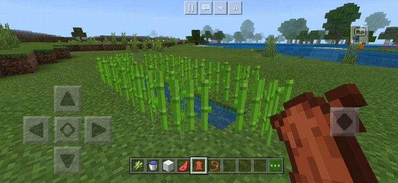 我的世界种植甘蔗步骤3，在水沟旁种上甘蔗
