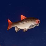 原神黑背鲈鱼在哪 原神黑背鲈鱼获得方法