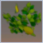 迷你世界结果的乔木树叶有什么用 结果的乔木树叶怎么获得